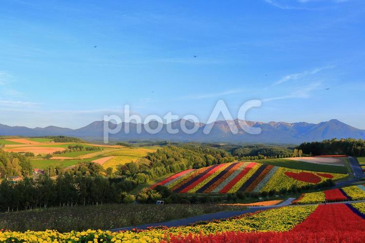 ハートへの道の花の絨毯 四季彩の丘,花畑,美瑛町の写真素材