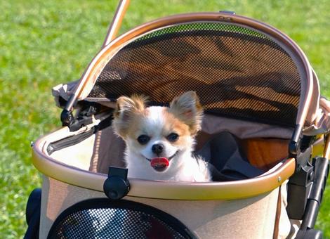 チワワンコinベビーカー チワワンコinベビーカー 犬,動物,ペットの写真素材