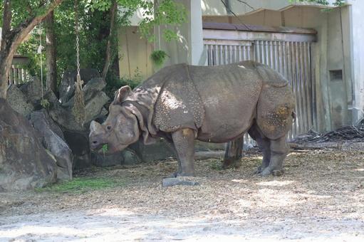 緑の葉の餌を食べるインドサイのいる動物園 緑の葉の餌を食べるインドサイのいる動物園の写真