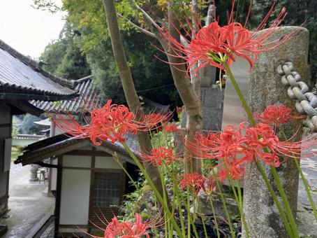 彼岸花 彼岸花,自然,鮮やかの写真素材