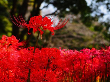 公園の緑とヒガンバナの赤の対比 公園の緑とヒガンバナの赤の対比 花,ヒガンバナ,彼岸花の写真素材