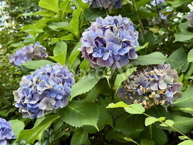 花が散り始めたアジサイ あじさい,植え込み,花壇の写真素材