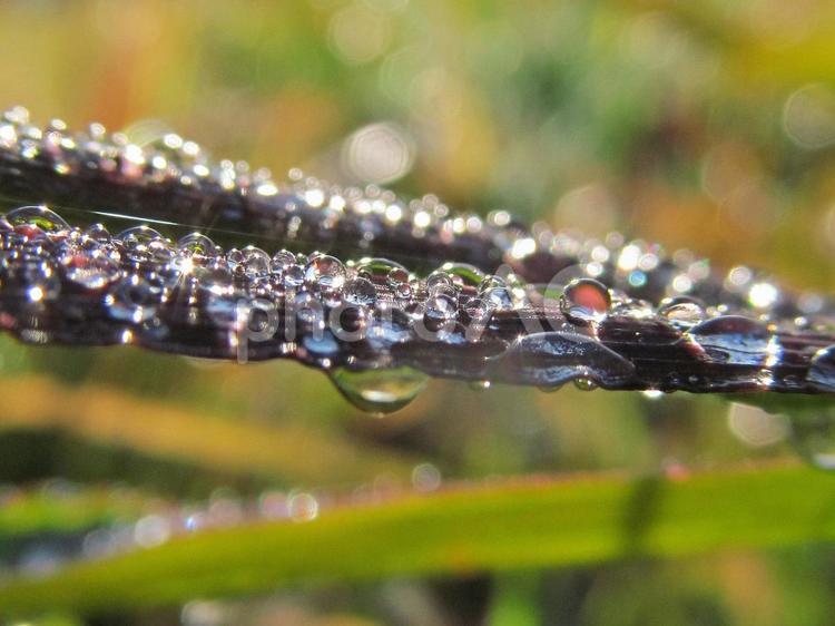 水滴と緑葉と朝の光Water drops 水滴,すいてき,waterの写真素材