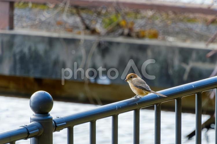 モズの佇む鉄柵 モズ,小鳥,野鳥の写真素材