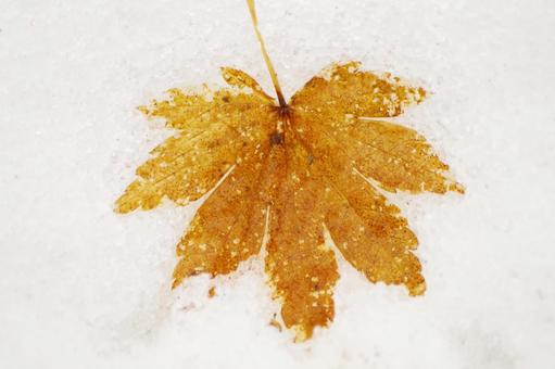 雪と紅葉 余白,スペース,雪景色の写真素材