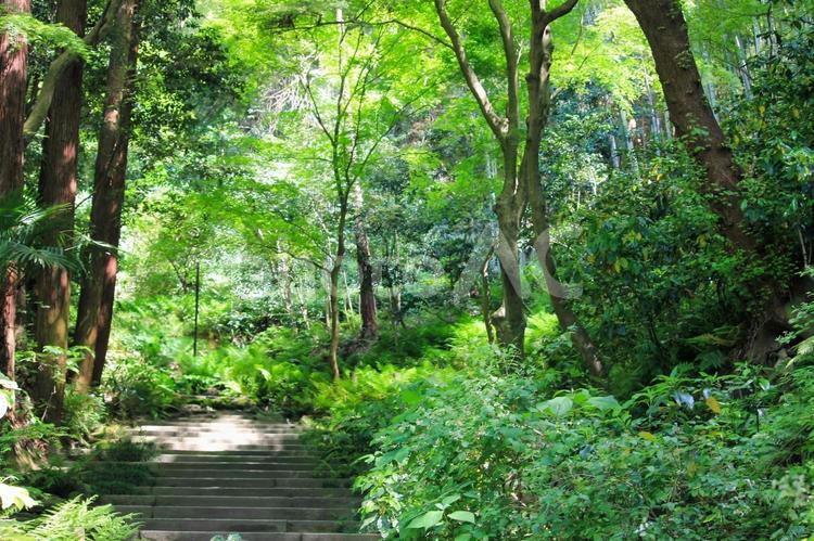 鎌倉ウォーキング　瑞泉寺の森林浴 鎌倉,散歩,瑞泉寺の写真素材