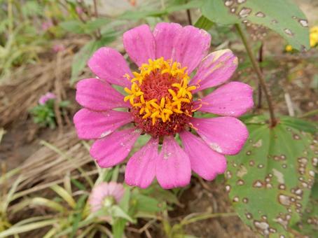 【花の写真】 ヒャクニチソウ（百日草）の写真