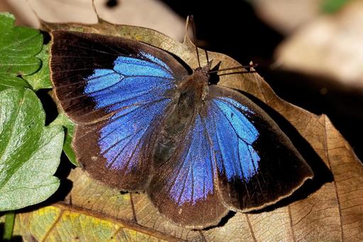 落ち葉にムラサキシジミ ムラサキシジミ,シジミチョウ,蝶の写真素材