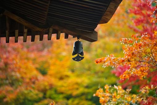 京都の秋 紅葉,秋,もみじの写真素材