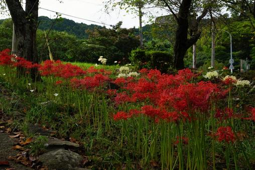 ヒガンバナ ヒガンバナ 彼岸花,白,植物の写真素材