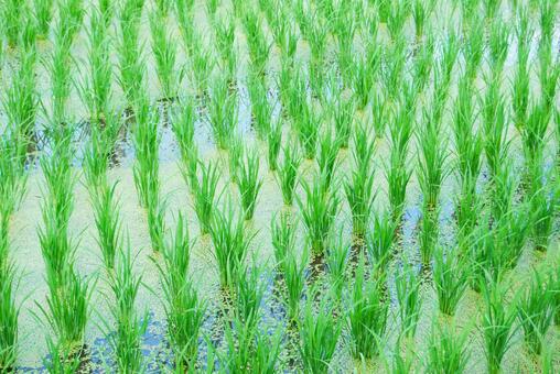 Paddy field, paddy field, rice, duckweed, JPG