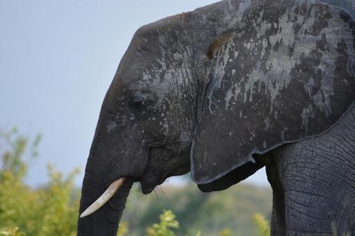 ゾウの横顔 チョベ国立公園 サファリ ゾウの横顔 チョベ国立公園 サファリ ゾウ,アフリカゾウ,チョベの写真素材