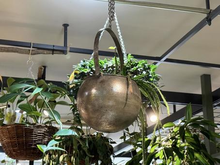 ぶら下げる植物 ぶら下げる植物 植物,デザイン,インテリアの写真素材