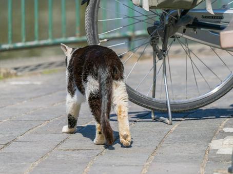 Stray cat leaving, JPG