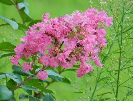 【花の写真】百日紅の花の写真