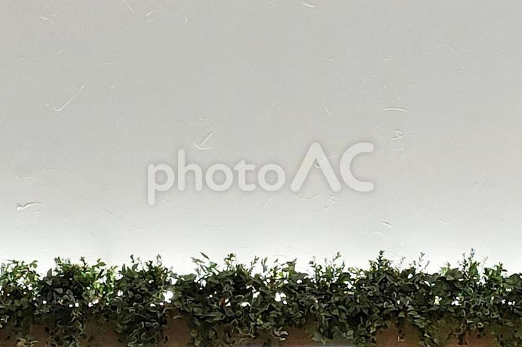 観葉植物のイメージ 観葉植物,植物,背景の写真素材