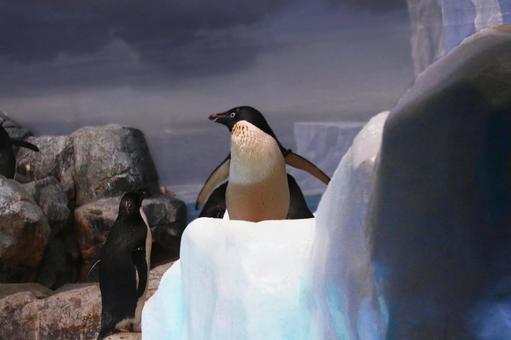 ペンギン ペンギンの写真