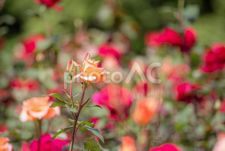 5月の薔薇園２ バラ,ばら,薔薇の写真素材