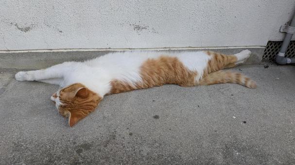 ねこ ねこ ねこ,動物,かわいいの写真素材