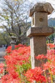山口県　鰐鳴八幡宮の彼岸花 山口県,山口,彼岸花の写真素材