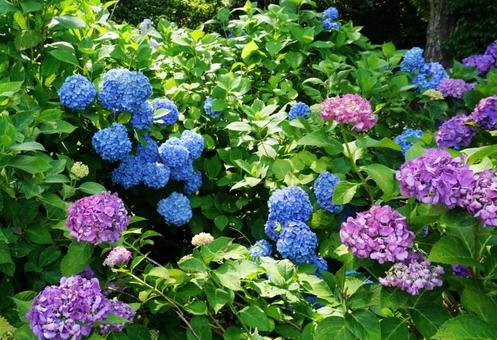 紫陽花 紫陽花の写真