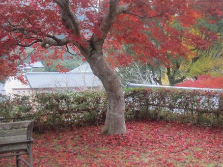 もみじ　きれい！の写真