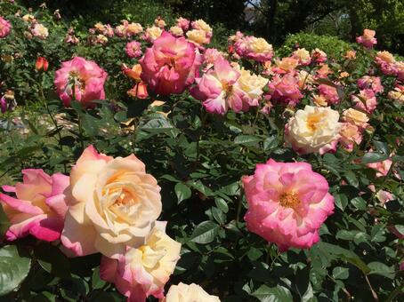 薔薇の庭園 薔薇の庭園の写真