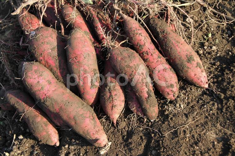 さつま芋掘り　収穫　17-06 さつまいも,さつま芋掘り,芋掘り遠足の写真素材