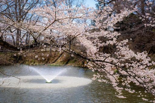 棚倉城跡の桜 棚倉町 棚倉城跡の桜 棚倉町 棚倉城跡,桜,棚倉町の写真素材