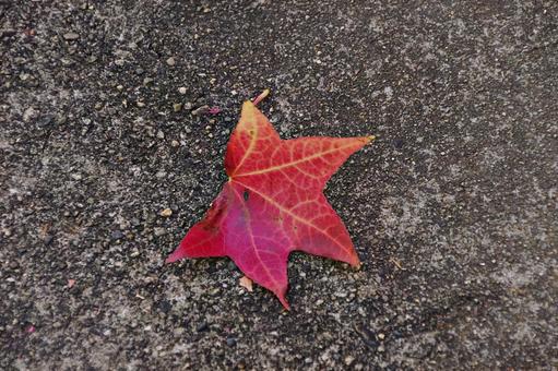 路上の赤い落ち葉 路上の赤い落ち葉 紅葉,落ち葉,カエデの写真素材