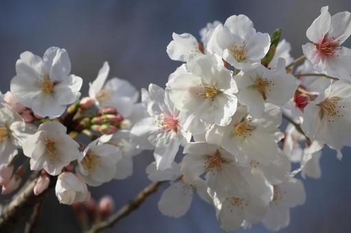 ソメイヨシノ ソメイヨシノ ソメイヨシノ,花,花びらの写真素材