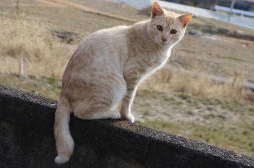 笹かま野良猫の後ろ姿 笹かま野良猫の後ろ姿の写真
