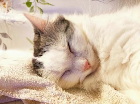 白いネコ・メインクーンミックス 白いネコ・メインクーンミックス ねこ,ペット,動物の写真素材