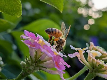 花とミツバチの共演 ミツバチ,昆虫,花の写真素材