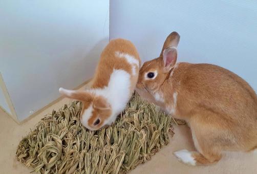 Photo, rabbit, multi-head breeding, multi-headed, 