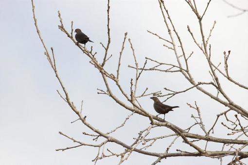 Photo, animal, creatures, birds, 