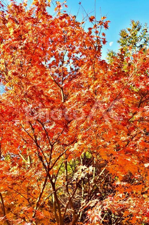 紅葉と昼の月のテクスチャ2 テクスチャ,背景,冬の写真素材