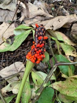 秋の山野に目立つマムシグサの写真