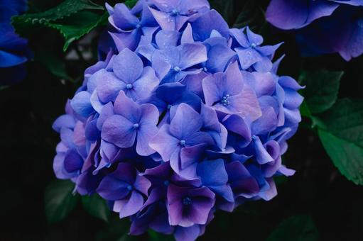 紫陽花のイメージ 紫陽花のイメージの写真