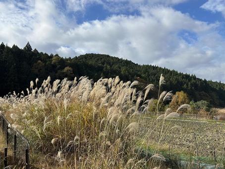 すすき すすき,晩秋,秋の写真素材