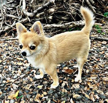 犬 犬 イヌ,チワワ,小型犬の写真素材