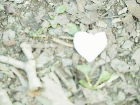 ハートの花びら ハートの花びらの写真