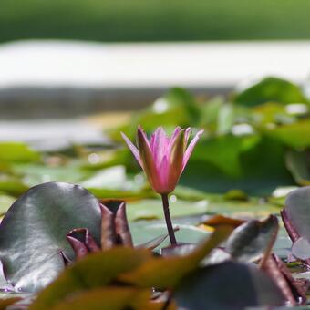 Water lily, water lily, , aquatic plants, JPG