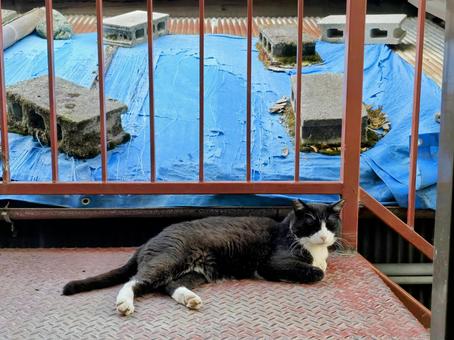 玄関先でまったりする猫 玄関先でまったりする猫 猫,ネコ,地域猫の写真素材