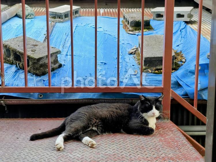 玄関先でまったりする猫 猫,ネコ,地域猫の写真素材