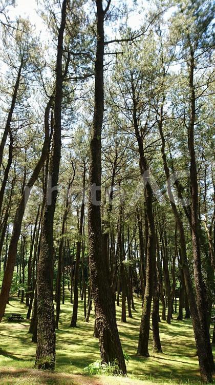 大きな木のあつまり 自然,背景,風景の写真素材