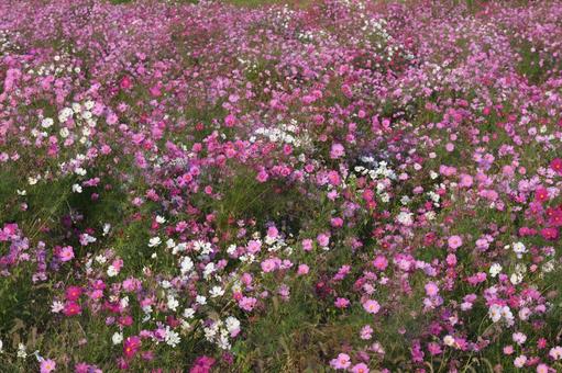 ピンク色のコスモスの花 コスモス畑,青空,ピンクの写真素材