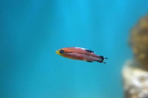 コブダイの幼魚 コブダイの幼魚 コブダイ,幼魚,子どもの写真素材
