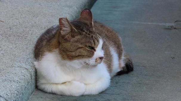 香箱座りで夕涼みを楽しむもふもふな猫様 香箱座りで夕涼みを楽しむもふもふな猫様の写真