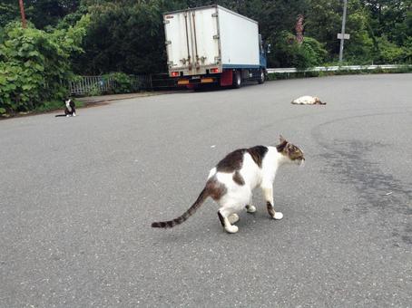 のら猫 のら猫の写真